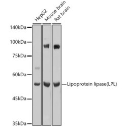 Lipoprotein lipase (LPL) Rabbit pAb