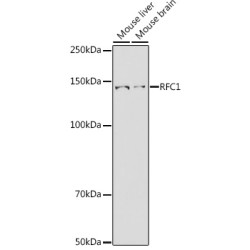 RFC1 Rabbit pAb