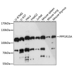 PPP1R15A Rabbit pAb
