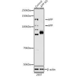 [KO Validated] APP Rabbit pAb