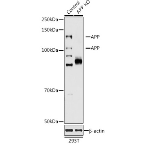 [KO Validated] APP Rabbit pAb