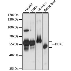 DDX6 Rabbit pAb