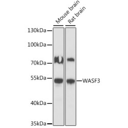 WASF3 Rabbit pAb