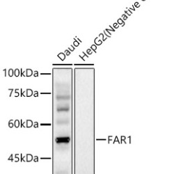 FAR1 Rabbit pAb