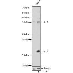 IL1β Rabbit pAb
