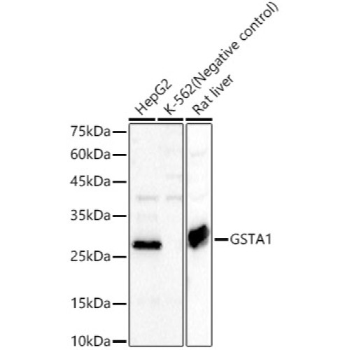 GSTA1 Rabbit pAb