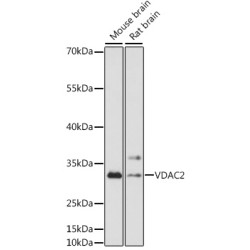 VDAC2 Rabbit pAb