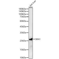 SRA1 Rabbit pAb