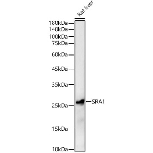 SRA1 Rabbit pAb