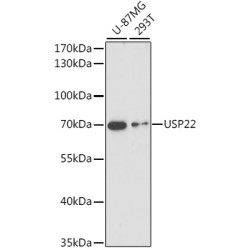 USP22 Rabbit pAb