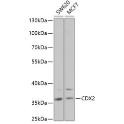 [KD Validated] CDX2 Rabbit pAb
