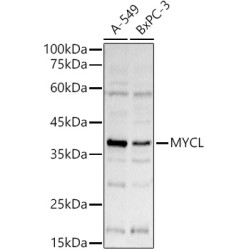 L-Myc Rabbit pAb