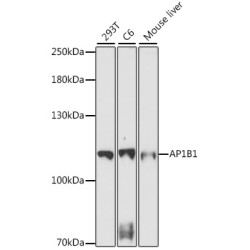 AP1B1 Rabbit pAb