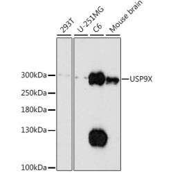 USP9X Rabbit pAb