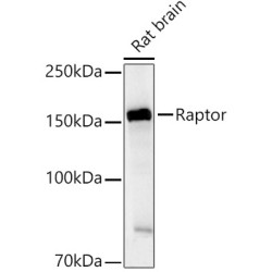 Raptor Rabbit pAb