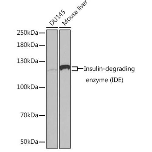 [KO Validated] Insulin-degrading enzyme (IDE) Rabbit pAb