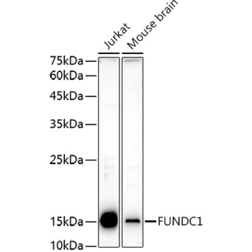 FUNDC1 Rabbit pAb