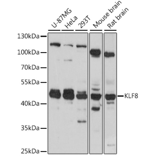KLF8 Rabbit pAb