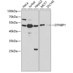 DTNBP1 Rabbit pAb