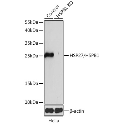 [KO Validated] HSP27/HSPB1 Rabbit pAb