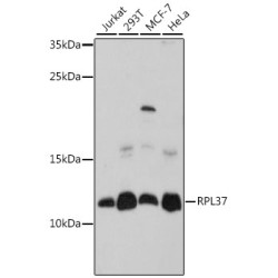RPL37 Rabbit pAb