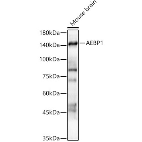 AEBP1 Rabbit pAb