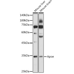 Apoe Rabbit pAb
