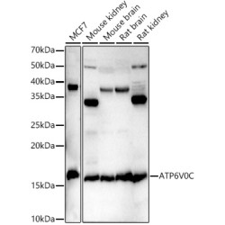 ATP6V0C Rabbit pAb