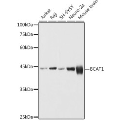 BCAT1 Rabbit pAb