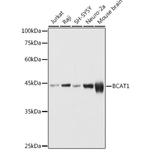BCAT1 Rabbit pAb