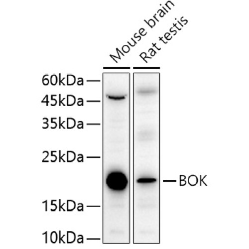 BOK Rabbit pAb