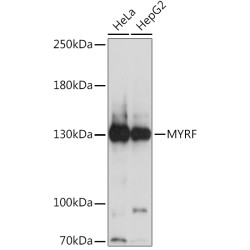 MYRF Rabbit pAb