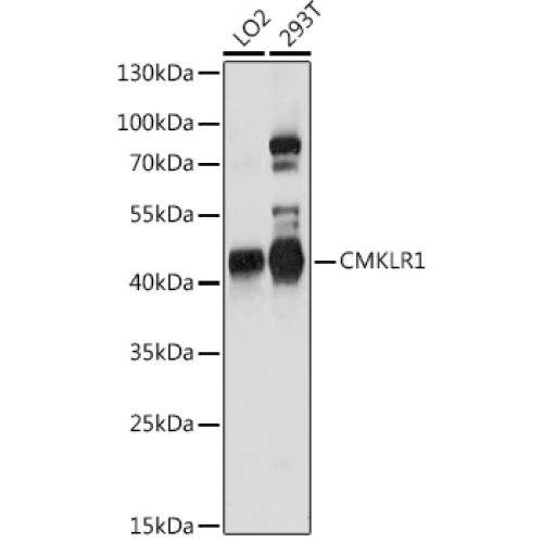 CMKLR1 Rabbit pAb
