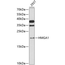 HMGA1 Rabbit pAb