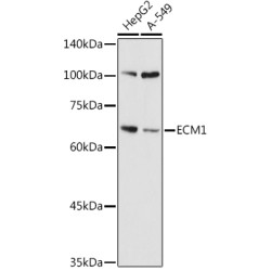 ECM1 Rabbit pAb