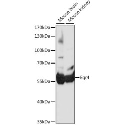 Egr4 Rabbit pAb