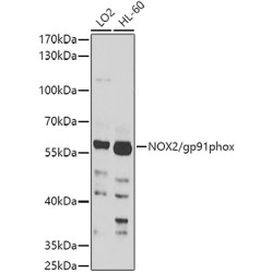 NOX2/gp91phox Rabbit pAb