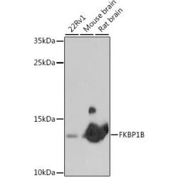 FKBP1B Rabbit pAb