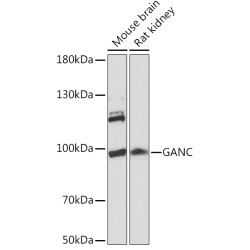 GANC Rabbit pAb