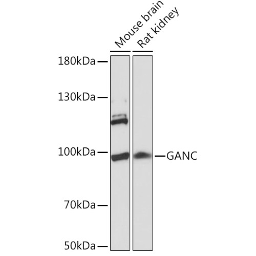 GANC Rabbit pAb