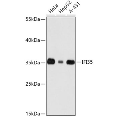 IFI35 Rabbit pAb