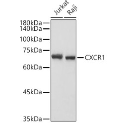 CXCR1 Rabbit pAb