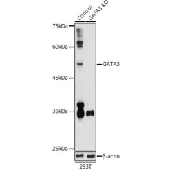 [KO Validated] GATA3 Rabbit pAb