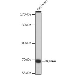 KCNA4 Rabbit pAb