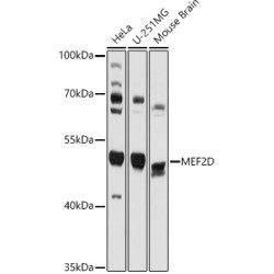 MEF2D Rabbit pAb