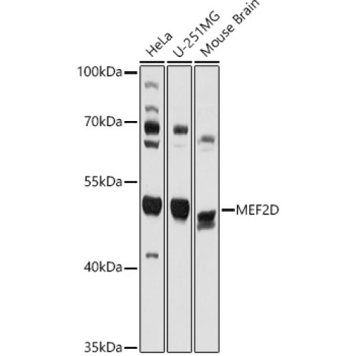 MEF2D Rabbit pAb