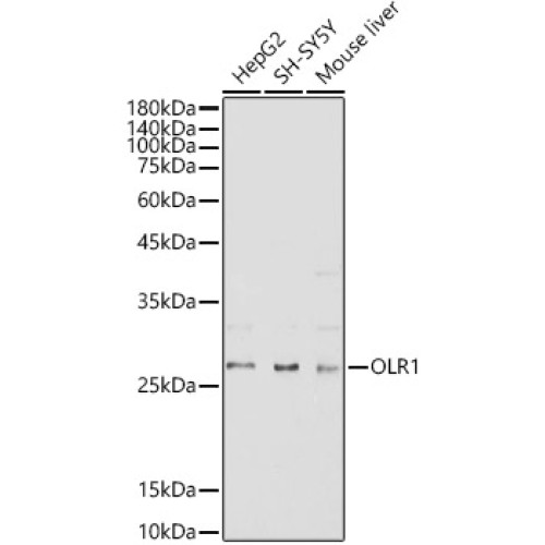 OLR1 Rabbit pAb