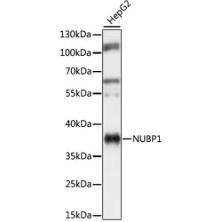 NUBP1 Rabbit pAb