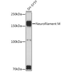 Neurofilament M Rabbit pAb