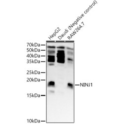 NINJ1 Rabbit pAb